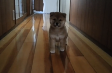 shibainurun